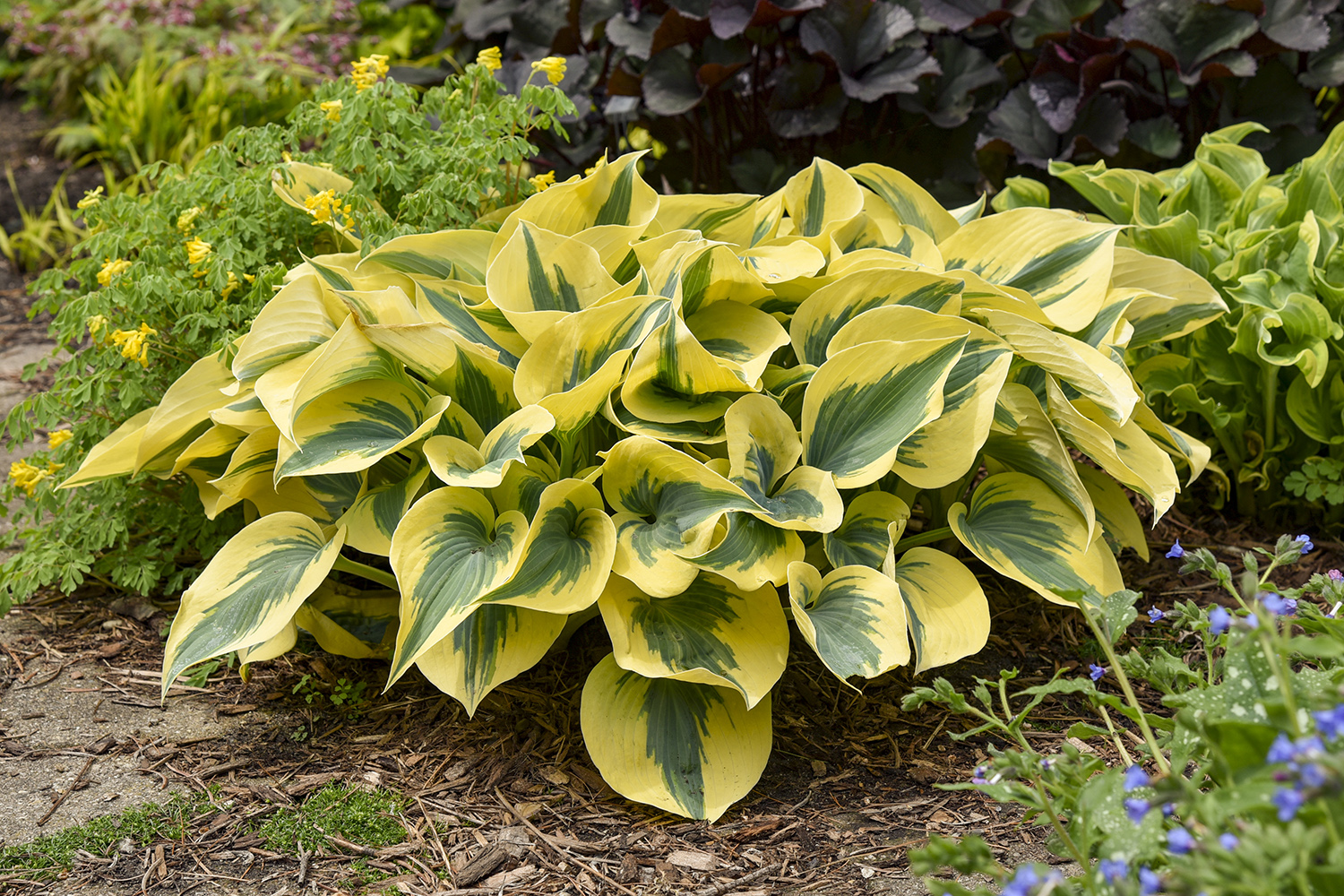 Hosta